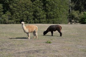 Alpacas at Allambee Camp