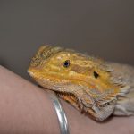 Bearded dragon Animals of OZ show