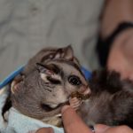 Sugar gliders Animals of OZ show