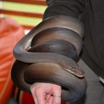 Python Animals of OZ show