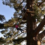 Abseil Tree